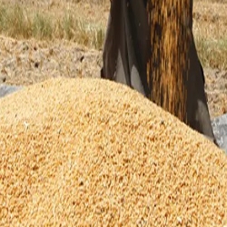 وصبرة اهل الخير كلً شبع من حبها